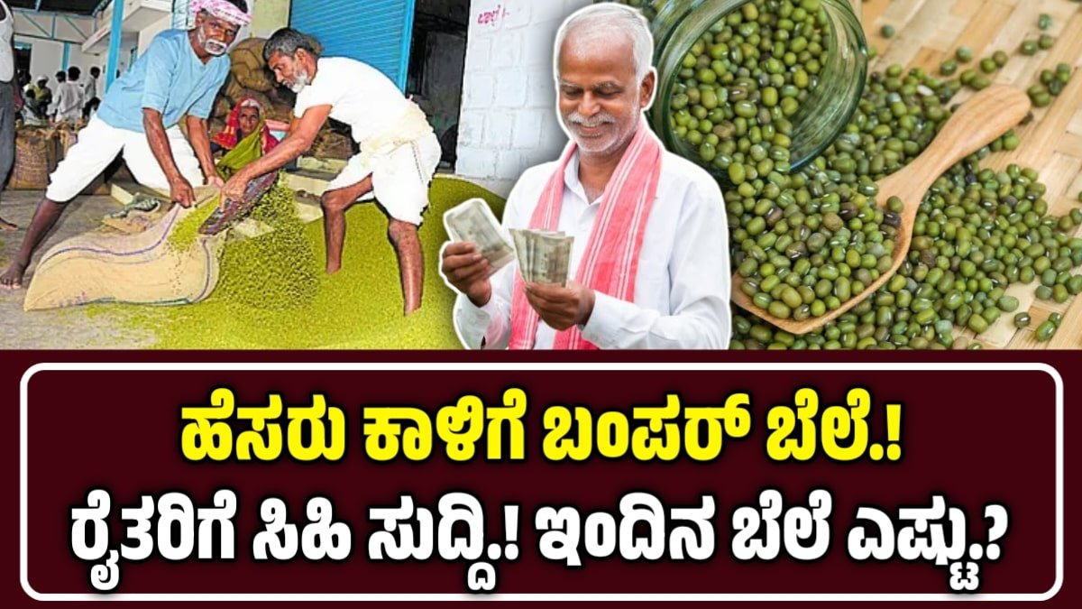 Mung bean Price
