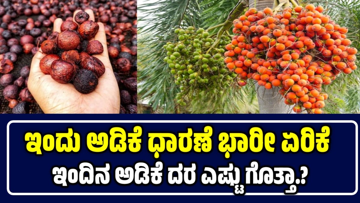 ಇಂದು ಅಡಿಕೆಗೆ ಭರ್ಜರಿ ಬೆಲೆ