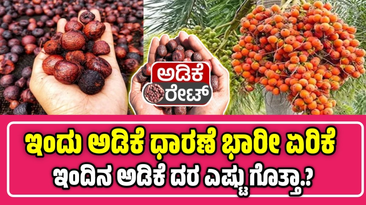 ಅಡಿಕೆ ಬೆಲೆ ಏರಿಕೆ